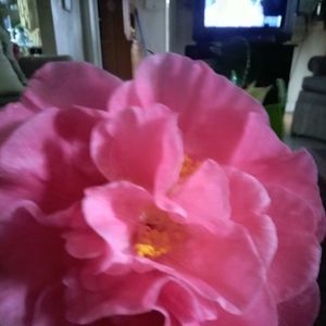 Meet your Posher, Yolanda